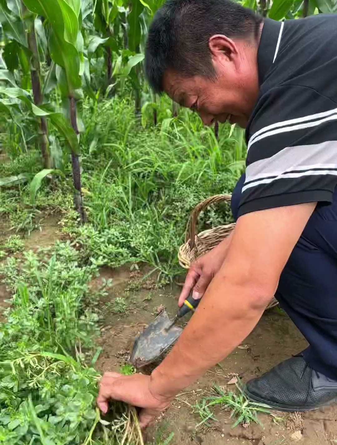 凉拌马生菜你吃过吗?昨天下了一场雨过后,马生菜又长了很多