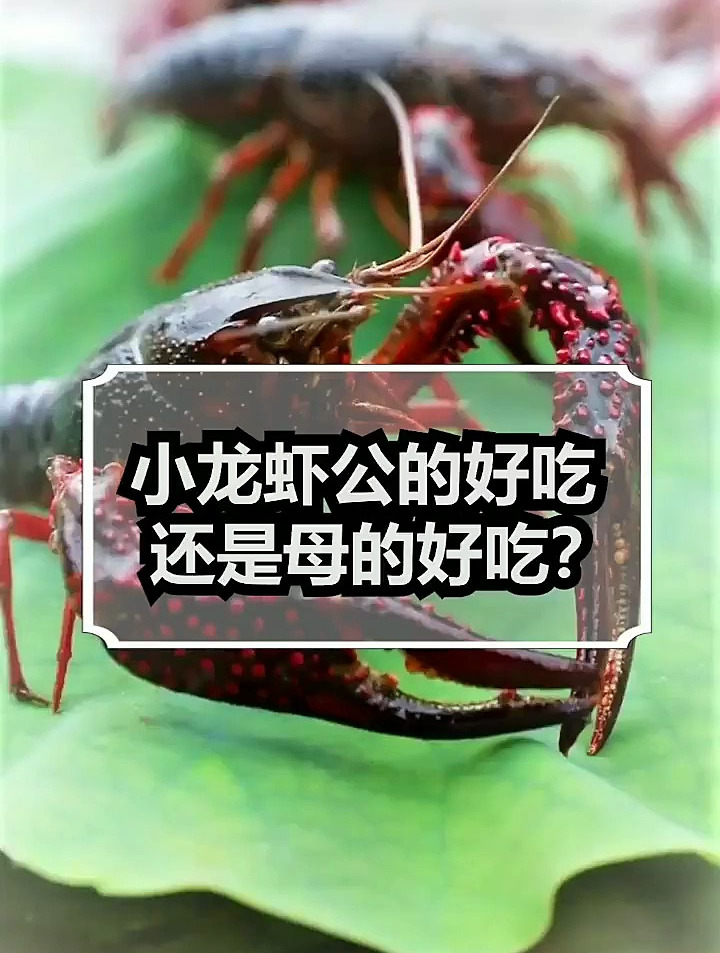 小龙虾公的好吃,还是母的好吃?