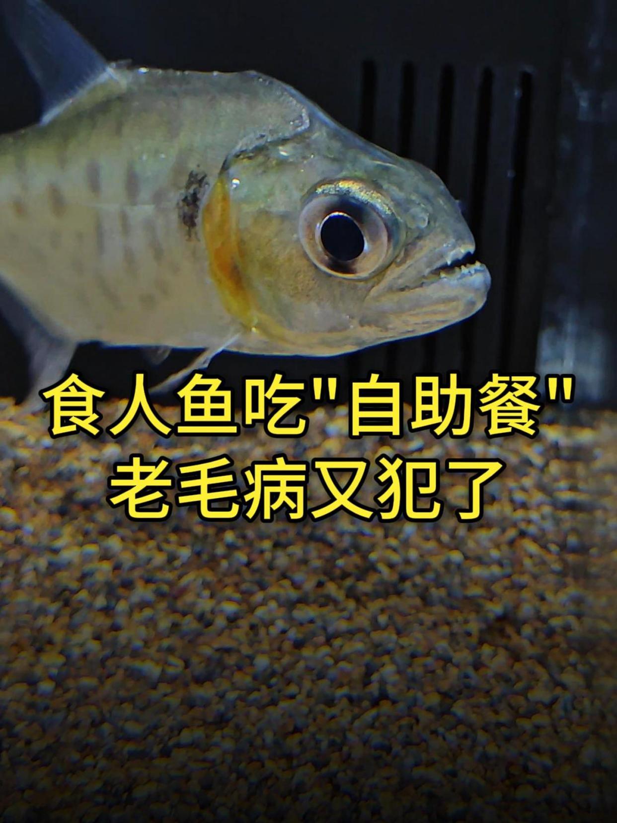 喂辛古水虎食人鱼吃“自助餐”,就没吃过这么富裕的饭~