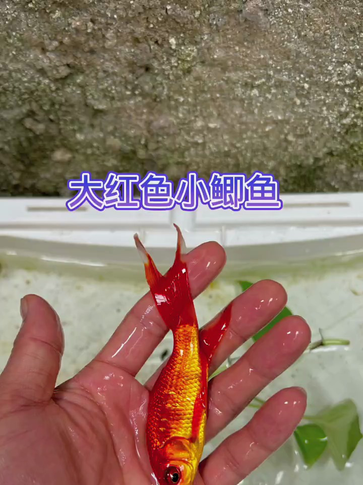大红色小鲫鱼好看吗