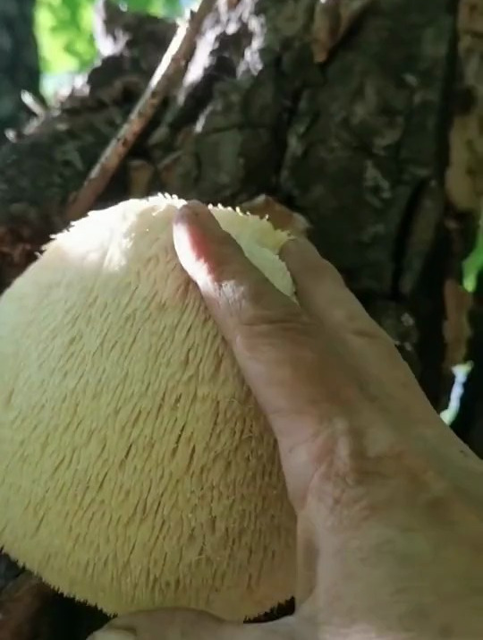 高山长毛猴头菇,今年新货上了,没吃过的家人,煲汤煮粥炒菜鲜美