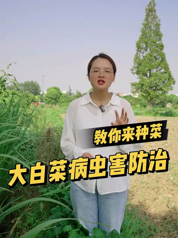 大白菜常见的病虫害有哪些?防治方法是什么?关注我一起学种菜
