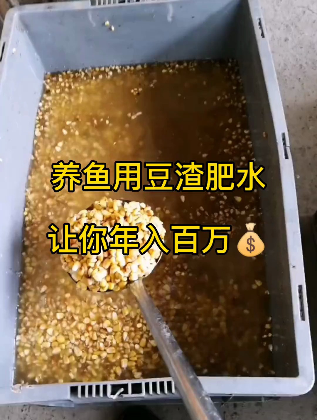 养鱼用豆渣肥水让你年入百万 水产养殖 鱼虾蟹养殖