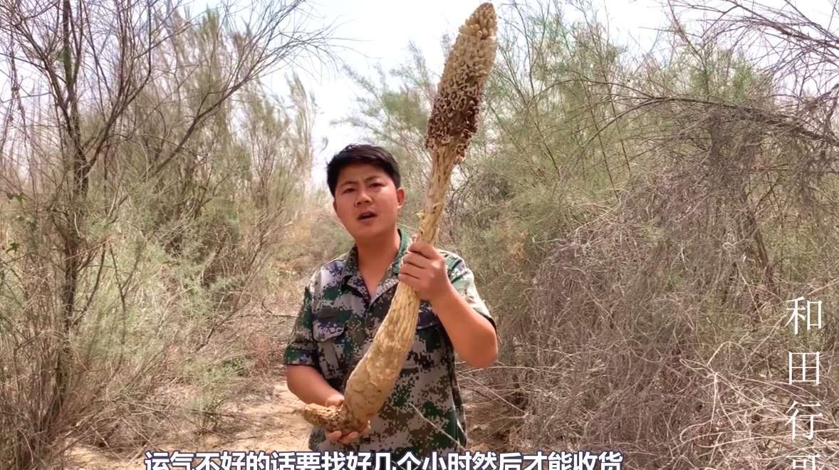 新疆小伙挖出1米多高的肉苁蓉,好深的一个坑,挖得太费劲了!