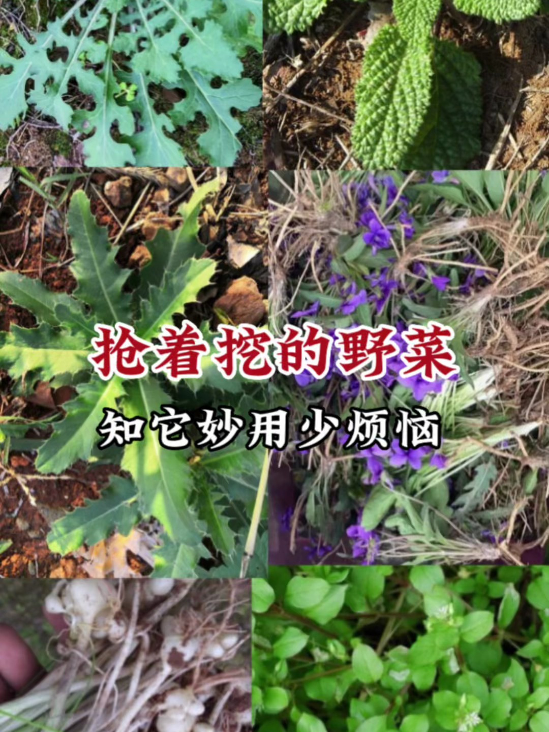 春天这10几种野菜,你都认识吗?懂得老人都抢着挖价值真的很珍贵