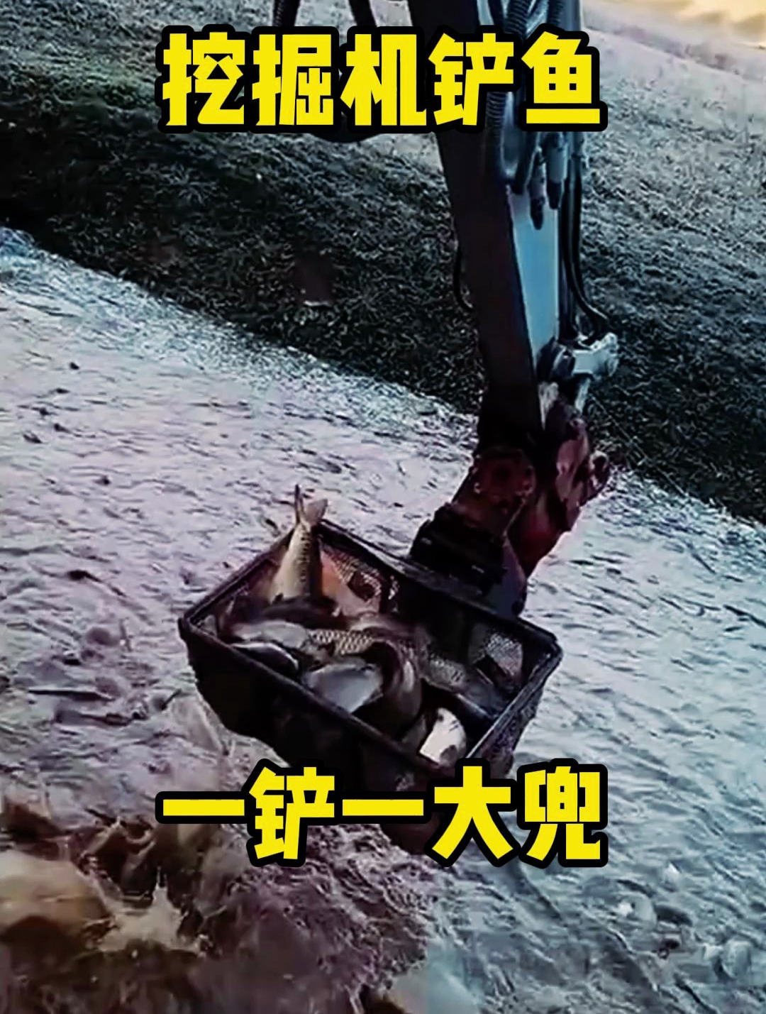 挖掘机铲鱼,一铲一大兜
