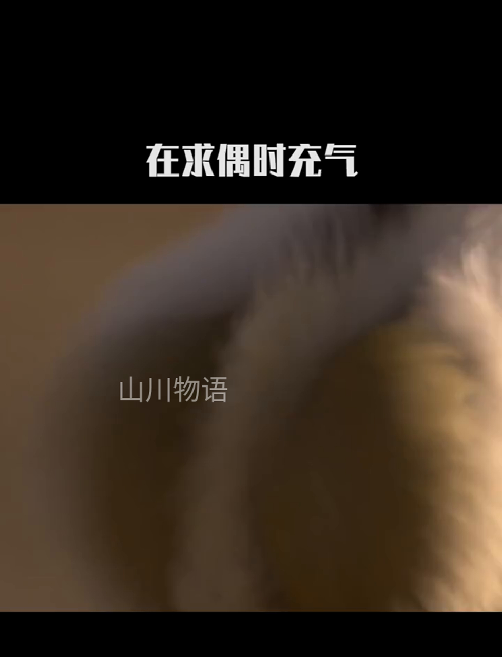 你瞧过这种松鸡吗?