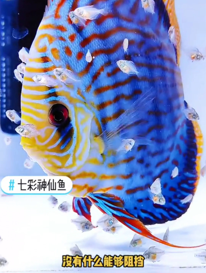 七彩神仙鱼？单身后爸带娃记，已经上身10多天了，这鱼爸太称职了