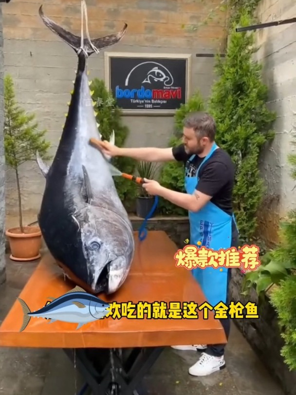 金枪鱼罐头,稳定的品质,诱人的口感!