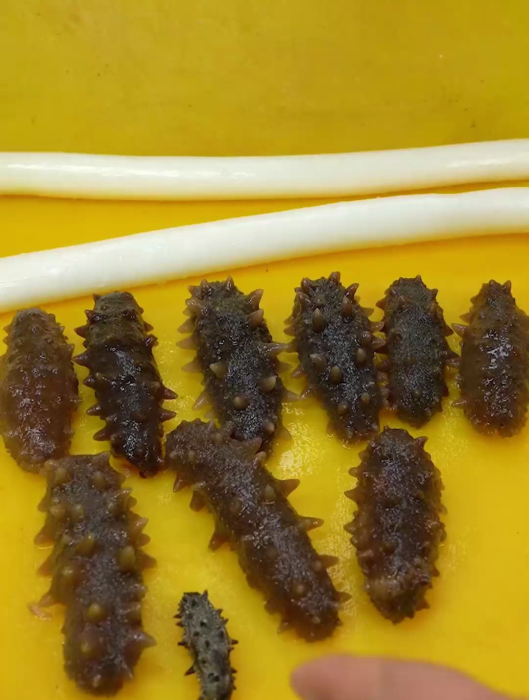 家常菜葱烧海参