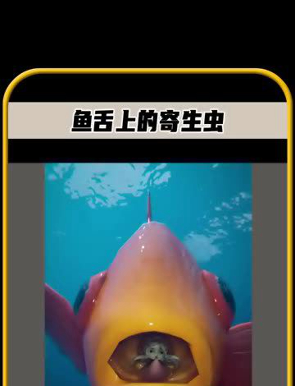 鱼虱这玩意太牛了,专门钻鱼嘴里的怪虫!新鲜事 科学小知识 冷知识大揭秘