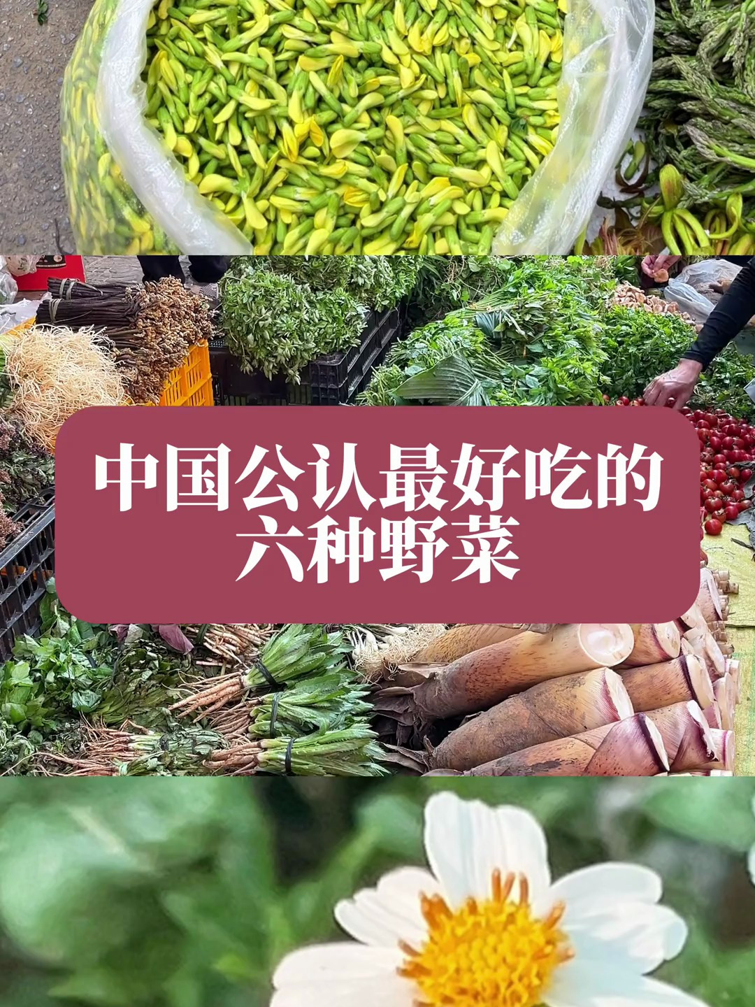 这六种野菜你吃过几种呢?