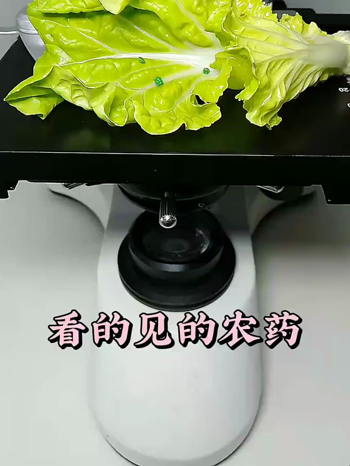 有蓝色颗粒的青菜还可以吃吗?