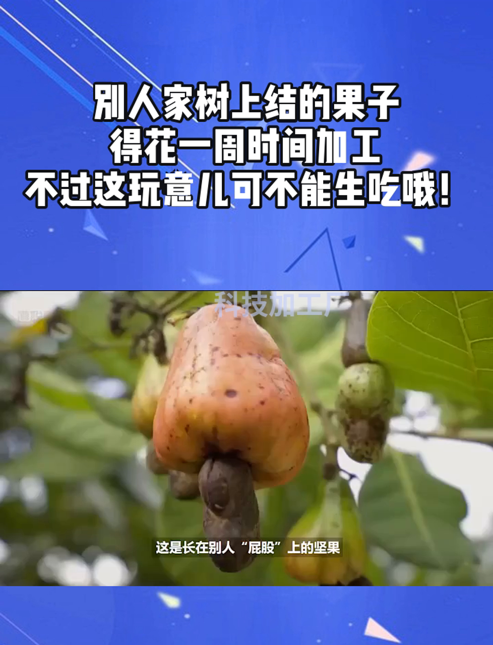 别人家树上结的果子,得花一周时间加工,不过这玩意儿可不能生吃哦!