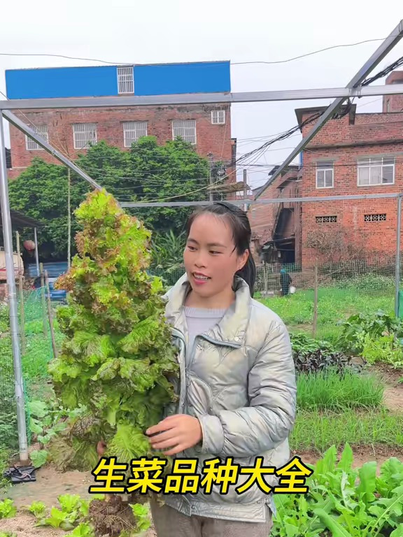 今天给大家看下种过的几款生菜,你们都吃过这些品种吗?
