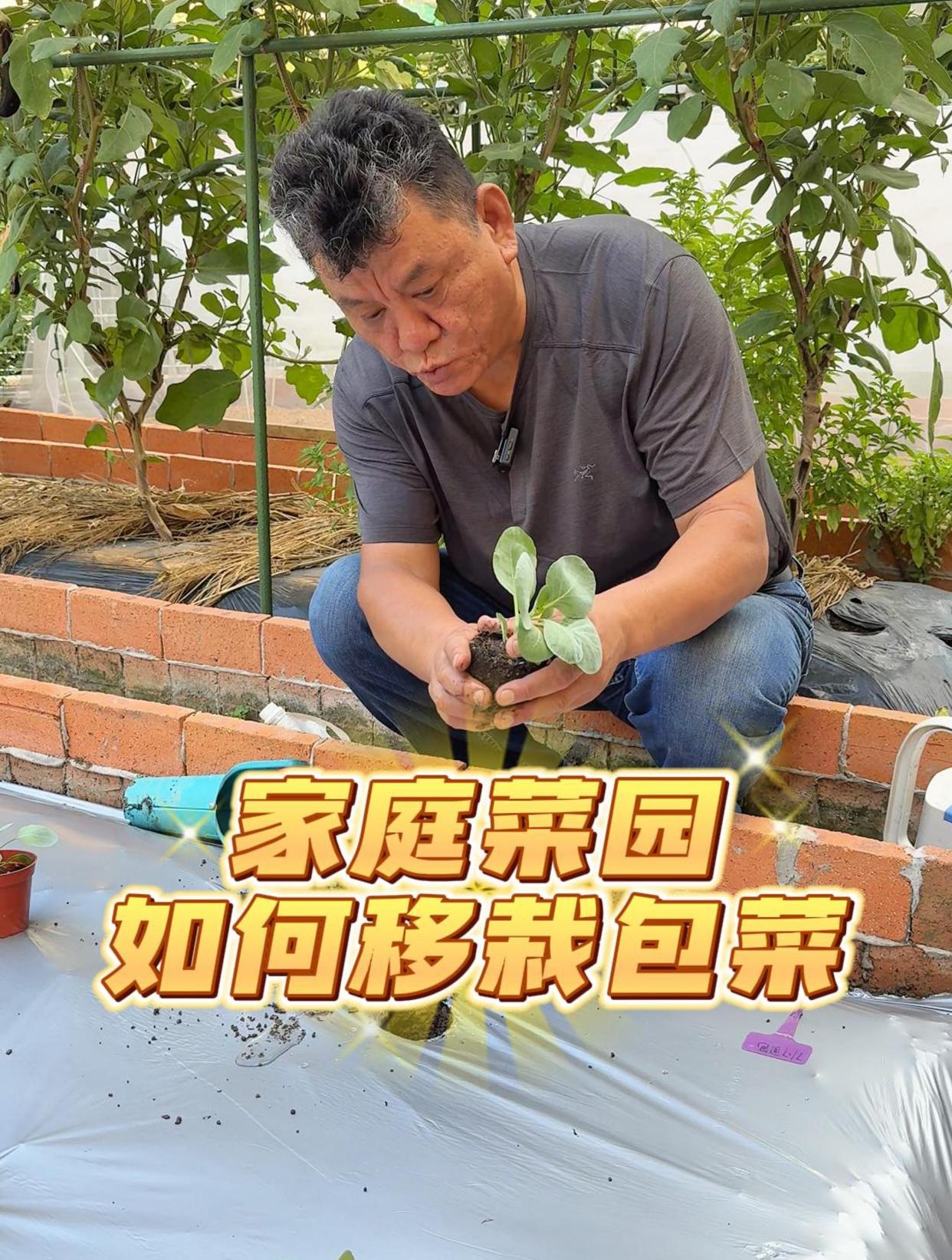 家庭菜园如何移栽包菜?