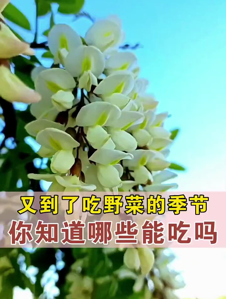 又到了吃野菜的时候了,你知道哪些野菜是可以吃的吗?
