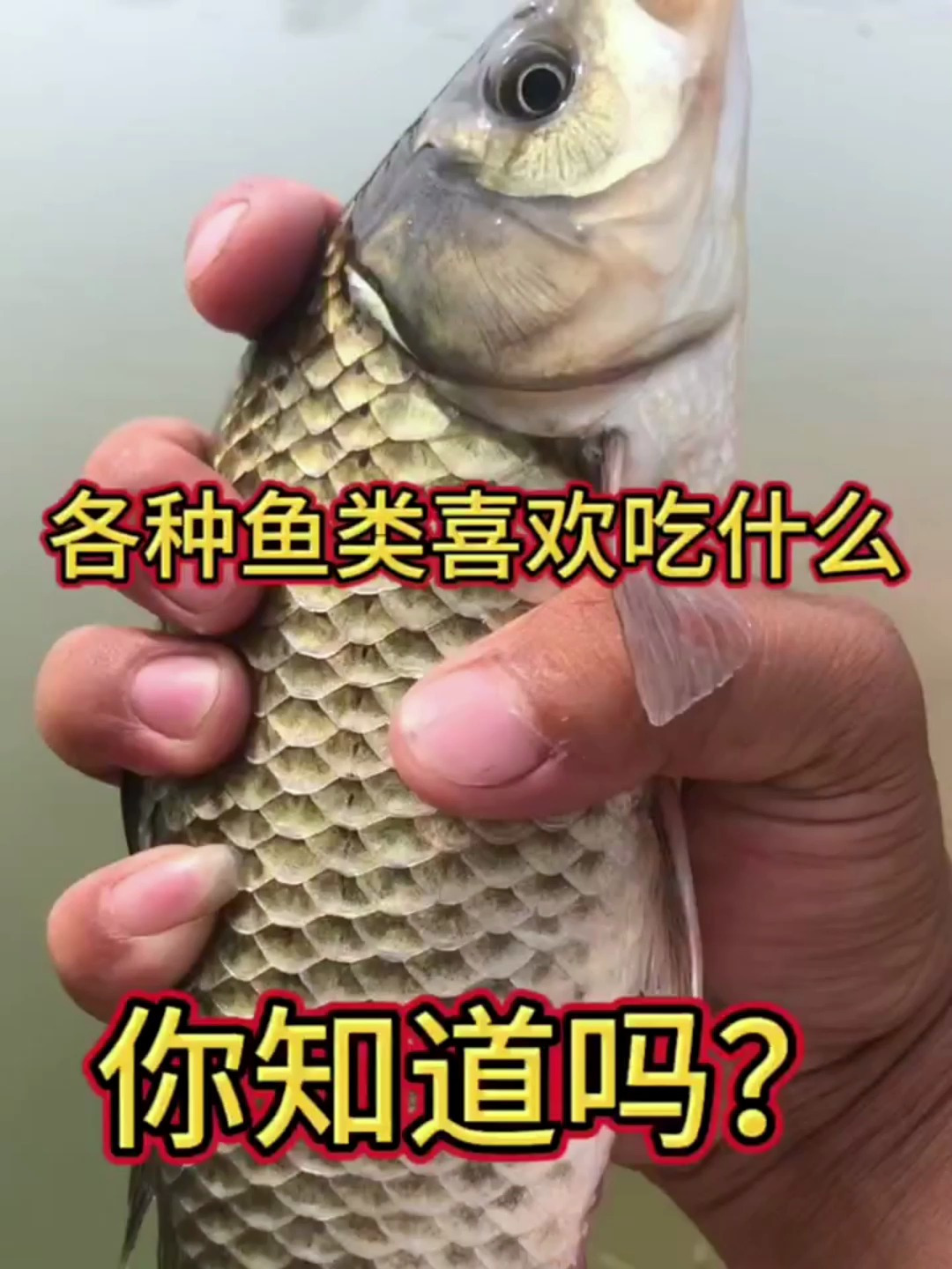 各种鱼类喜欢吃什么?你都知道吗!