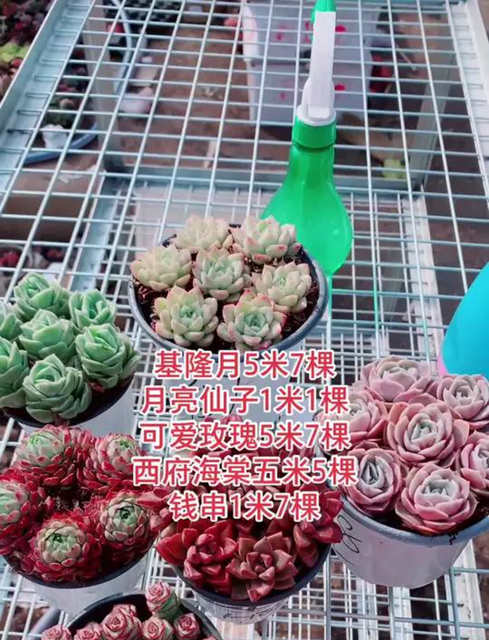 拼盘多肉植物,拼出来的美!