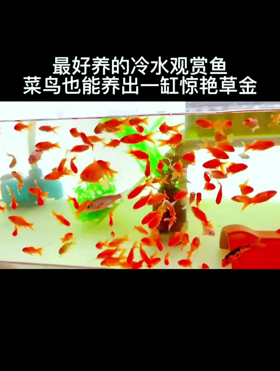 菜鸟也能养出一缸惊艳的鱼!来看看是什么品种吧!