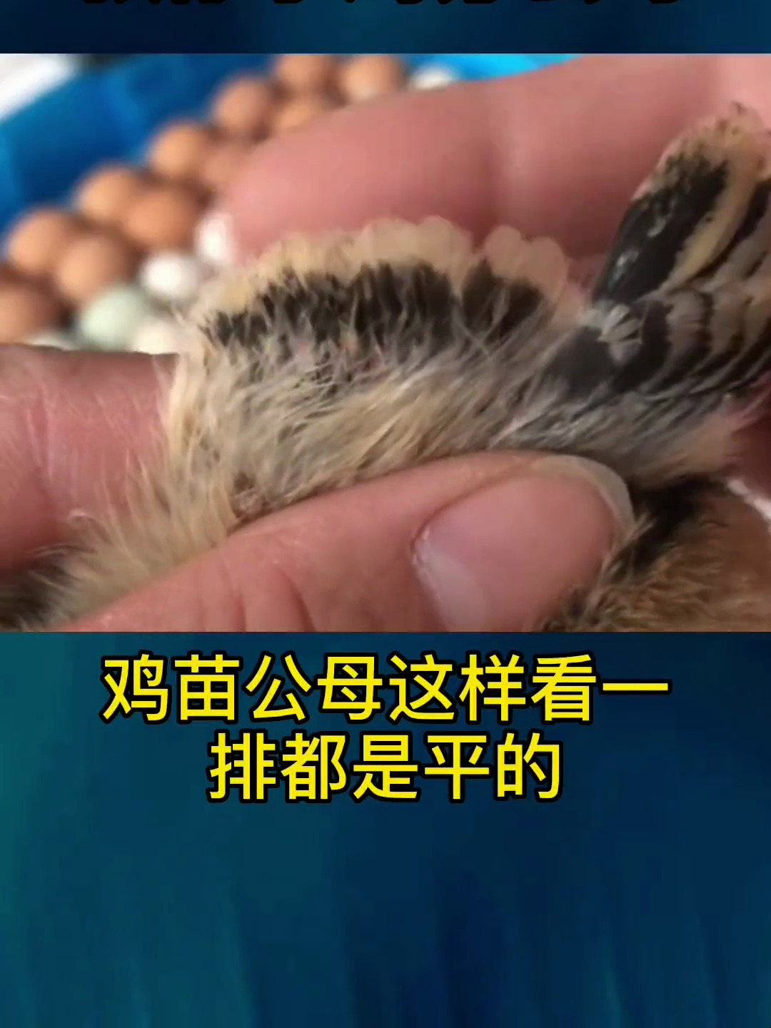 养鸡小妙招:简单一招,教你小鸡分公母