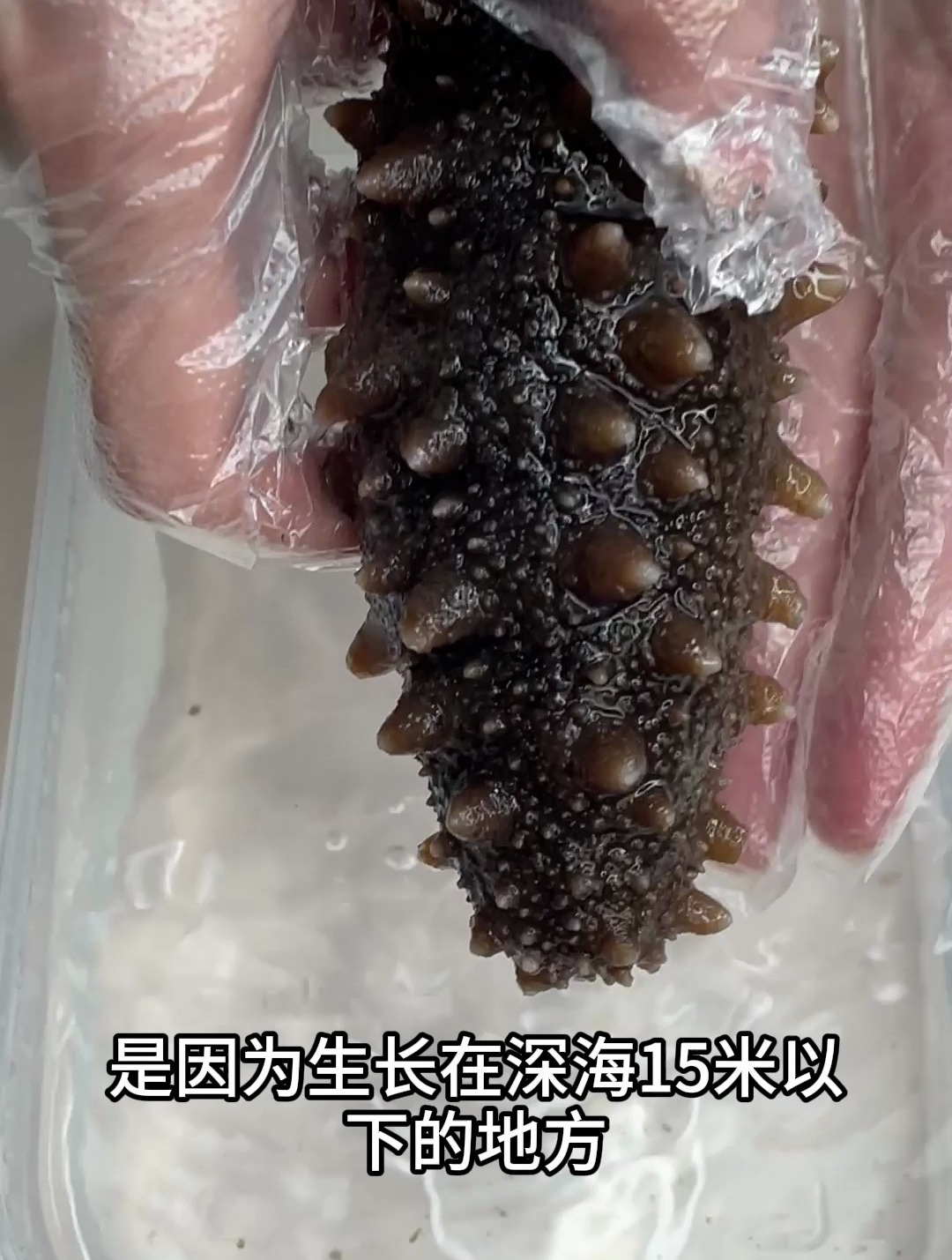生长在深海15米以下的地方