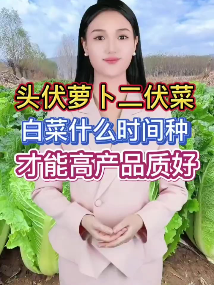 头伏萝卜二伏菜白菜什么时间种植产量高品质好