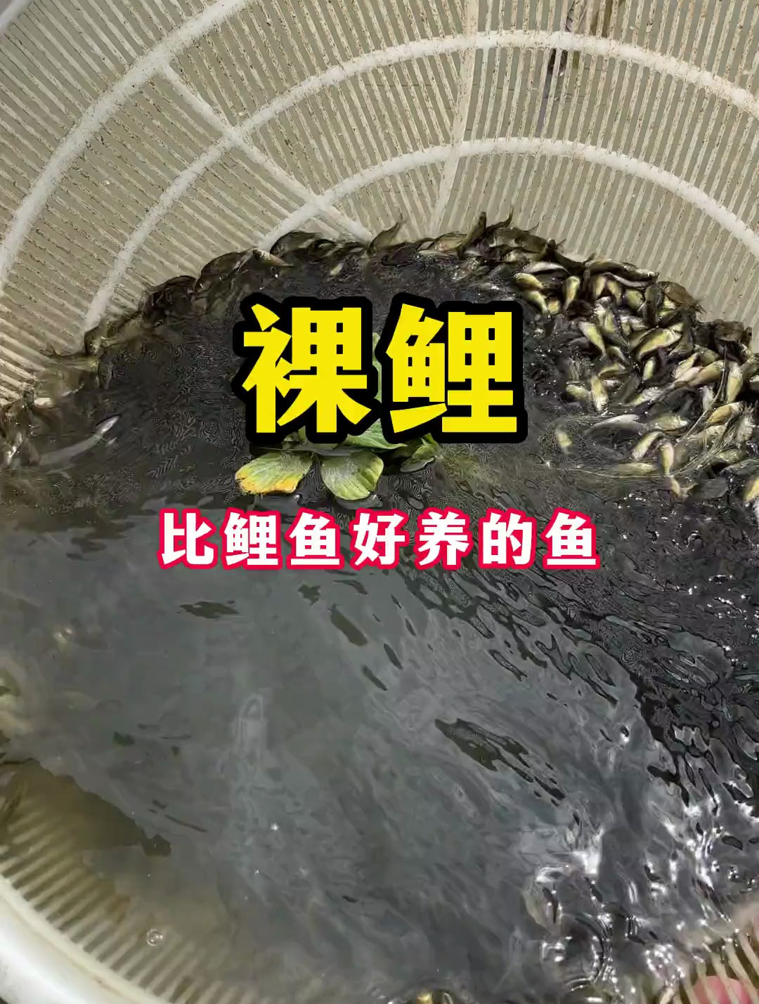 裸鲤鱼又叫裸班三道鳞,杂食性鱼类,喜食玉米、豆渣、麦麸、酒糟