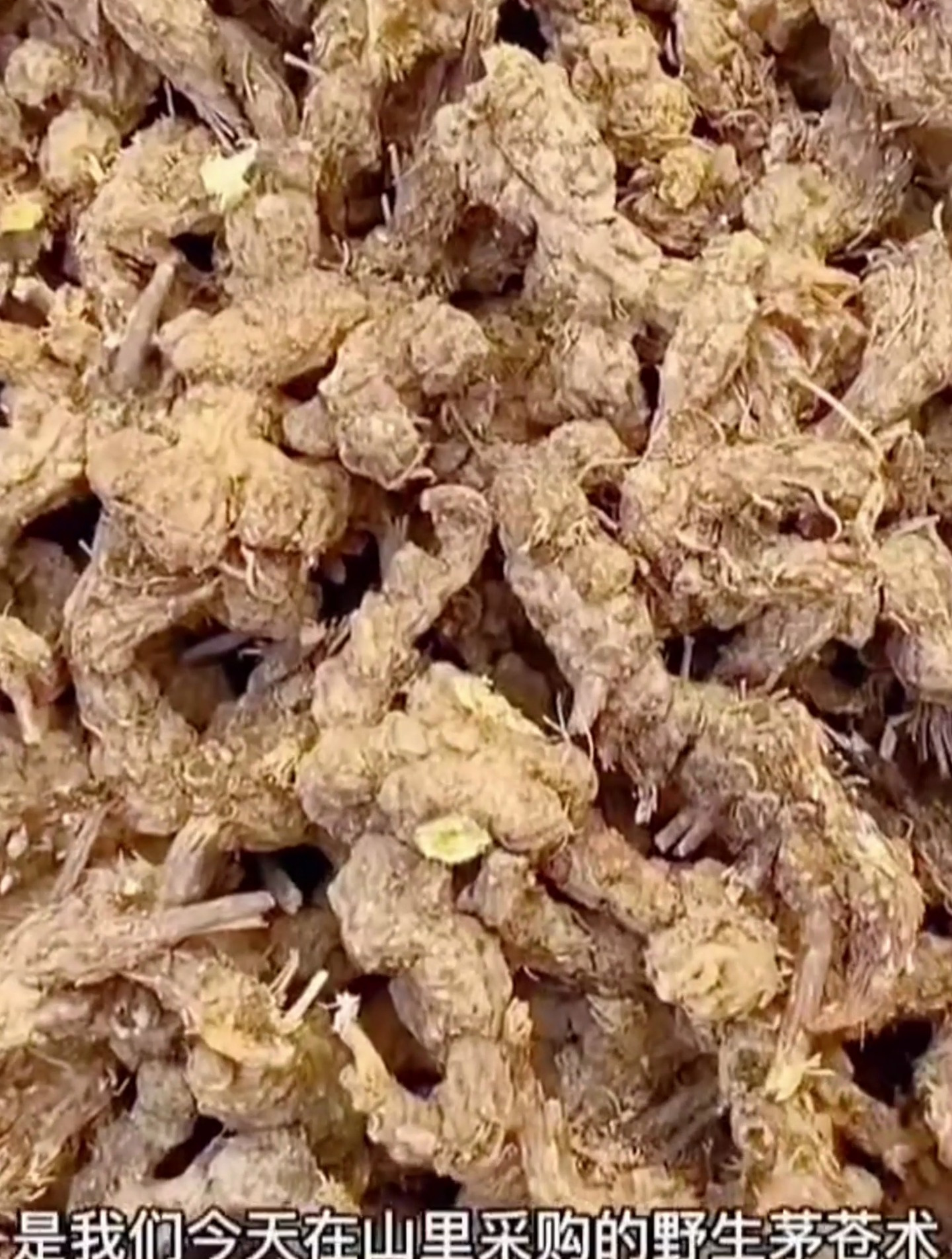 苍术是菊科植物茅鹅掌风的干燥根茎,也叫茅根、鹅掌风、草石菖蒲
