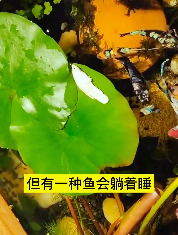 你有见过躺着睡觉的鱼吗?据说它这样是为了跑毒?