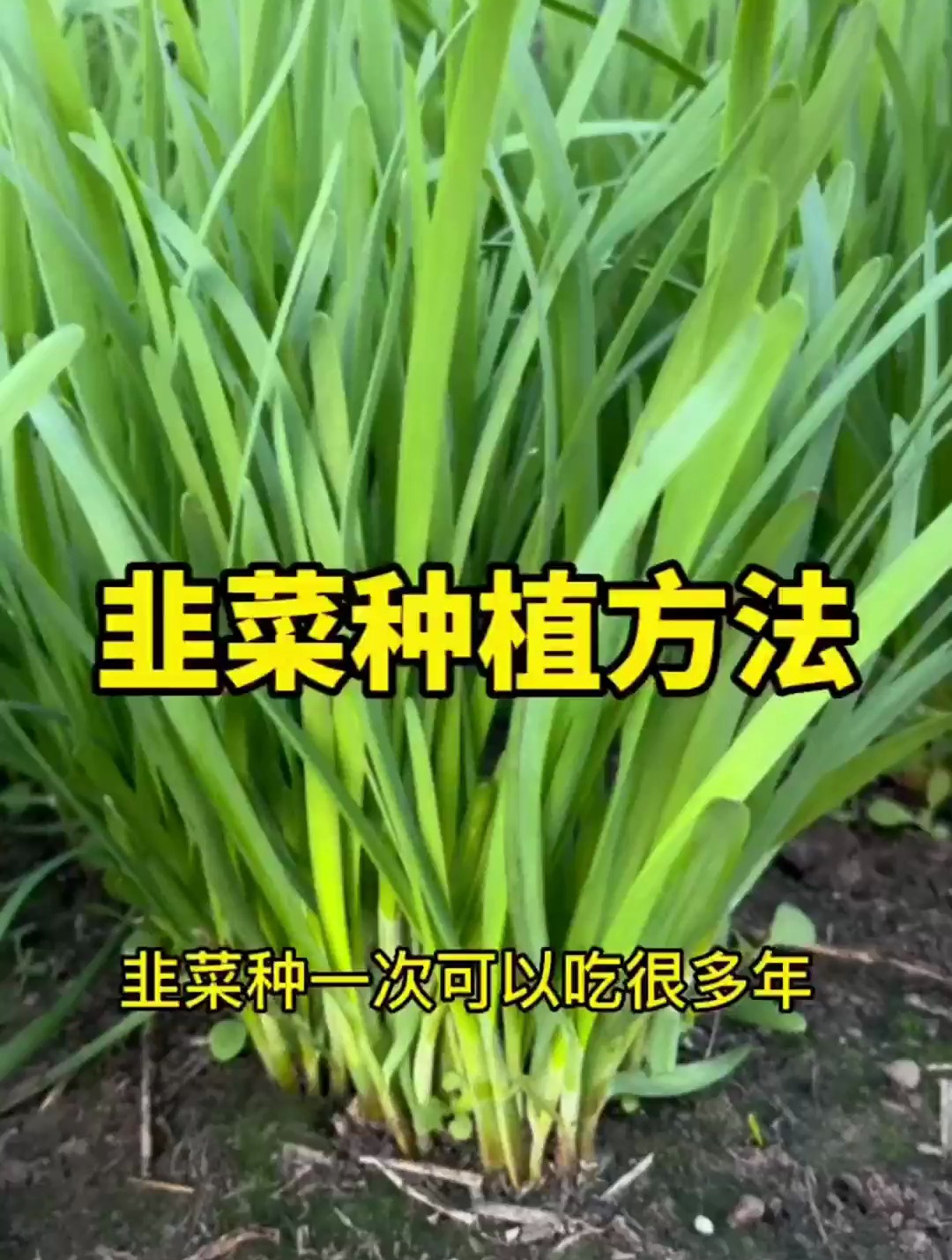 越冬种韭菜,照这个方法,不用移栽省管理,韭菜长的壮,多茬采收