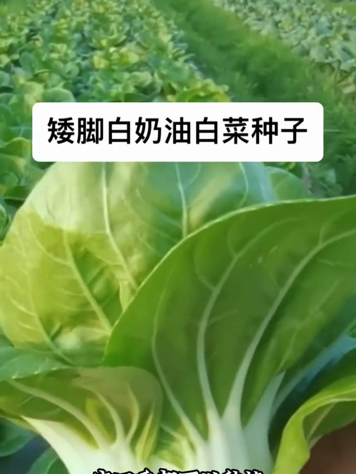 矮脚白奶油白菜种子,好吃好种,一年四季都能种植