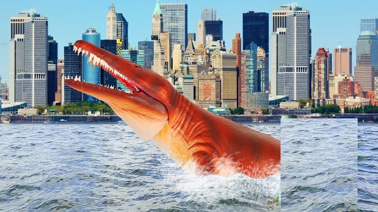 鲨鱼逮捕海洋里的生物