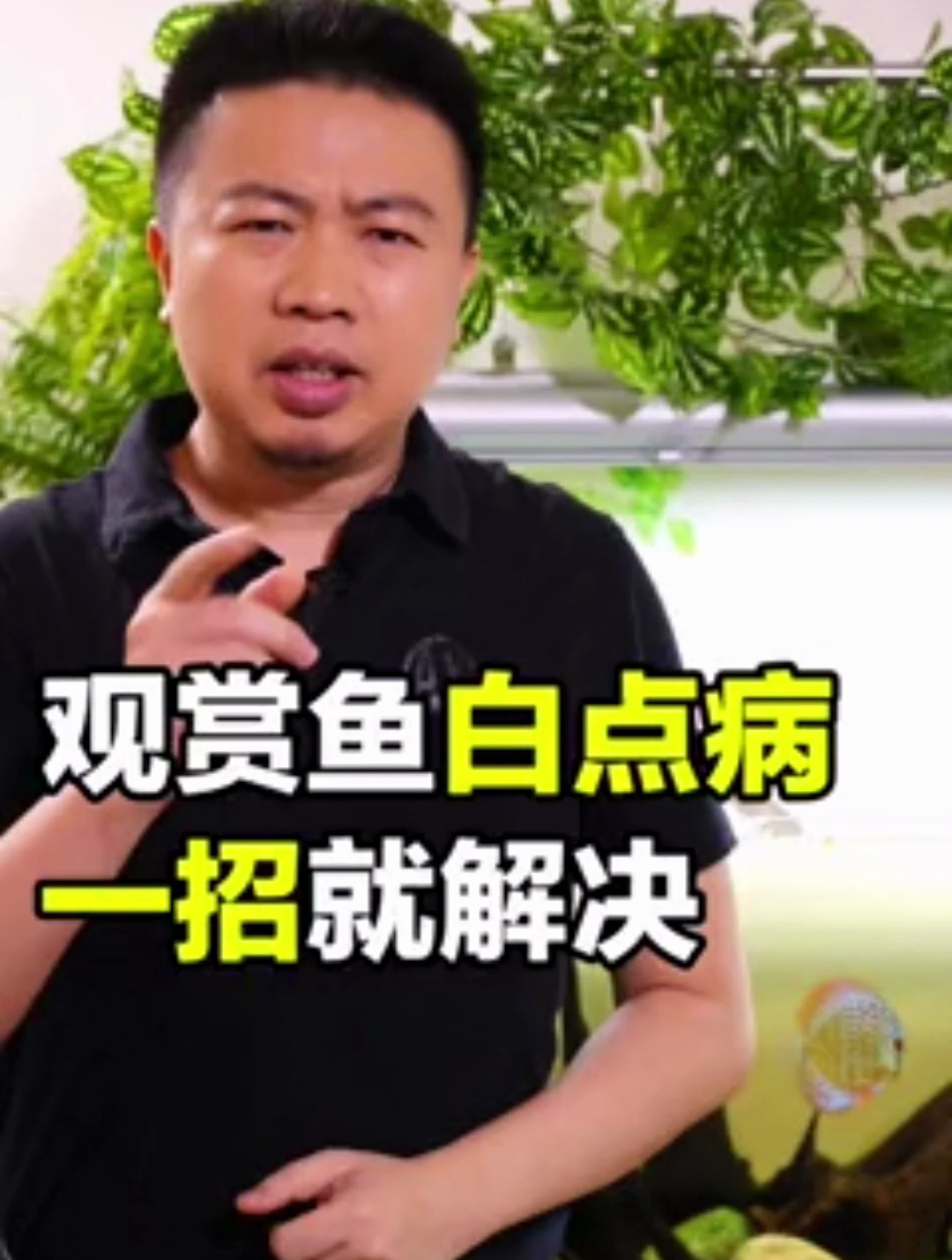 观赏鱼白点病很常见 加温一招就解决 不要乱用药