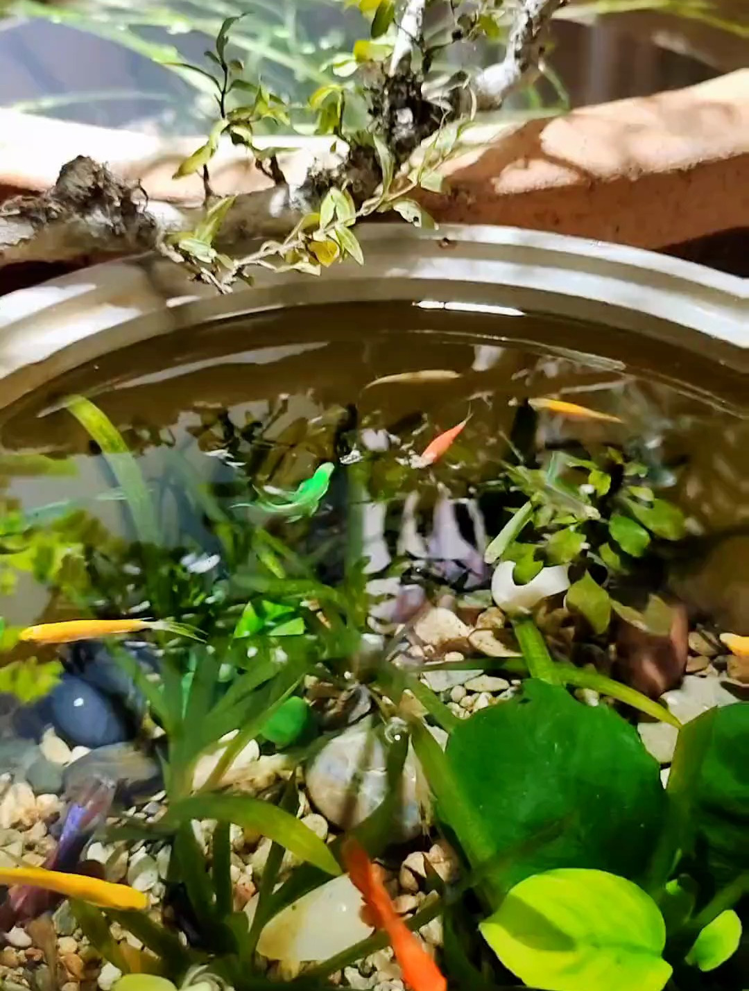 鱼缸水浑发白有腥臭味是怎么回事