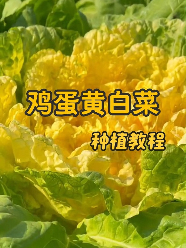 鸡蛋黄白菜色泽金黄、口感鲜嫩。让我们一起学习如何种植吧!