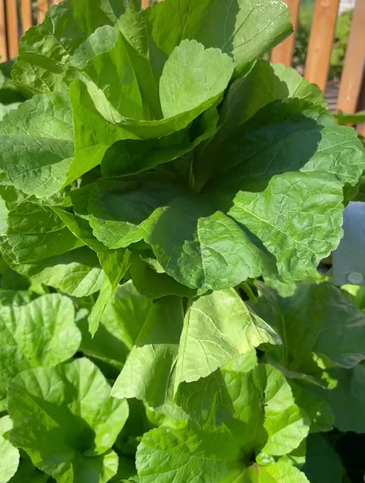 这可不是花卉 而是可以越冬的冬寒菜