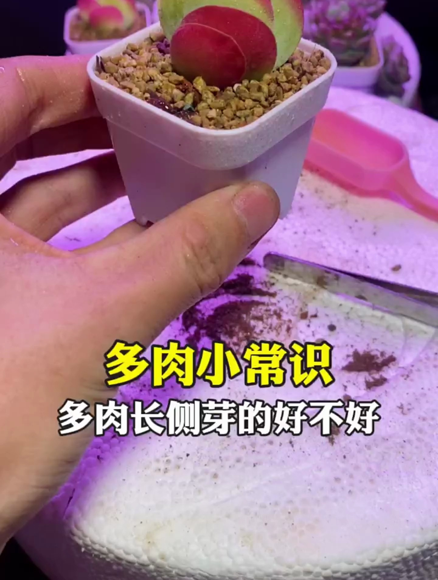 多肉长侧芽到底好不好
