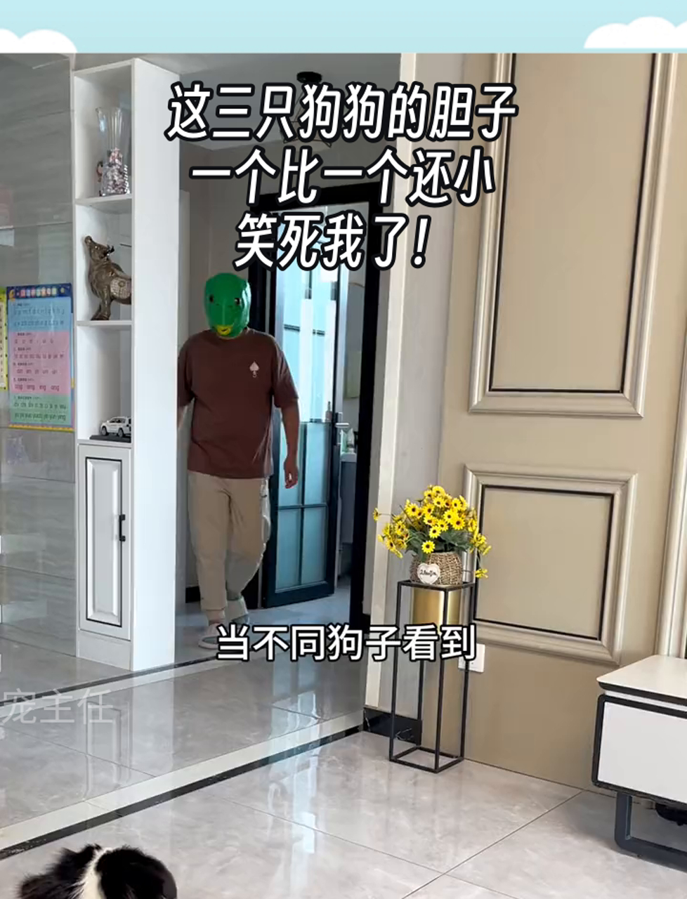 这三只狗狗的胆子,一个比一个还小,笑死我了!