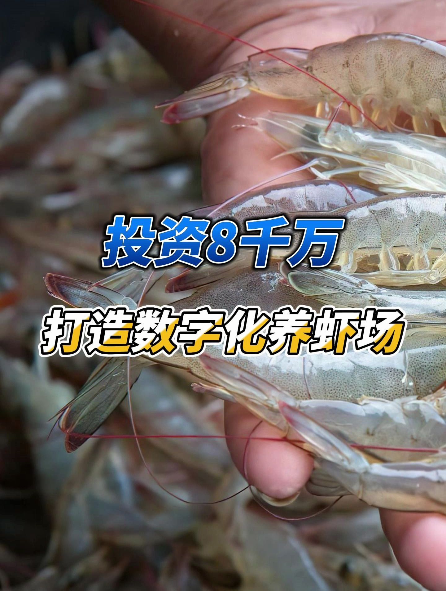 投资8千万,打造数字化养虾场,年产对虾2千吨,是传统50倍!