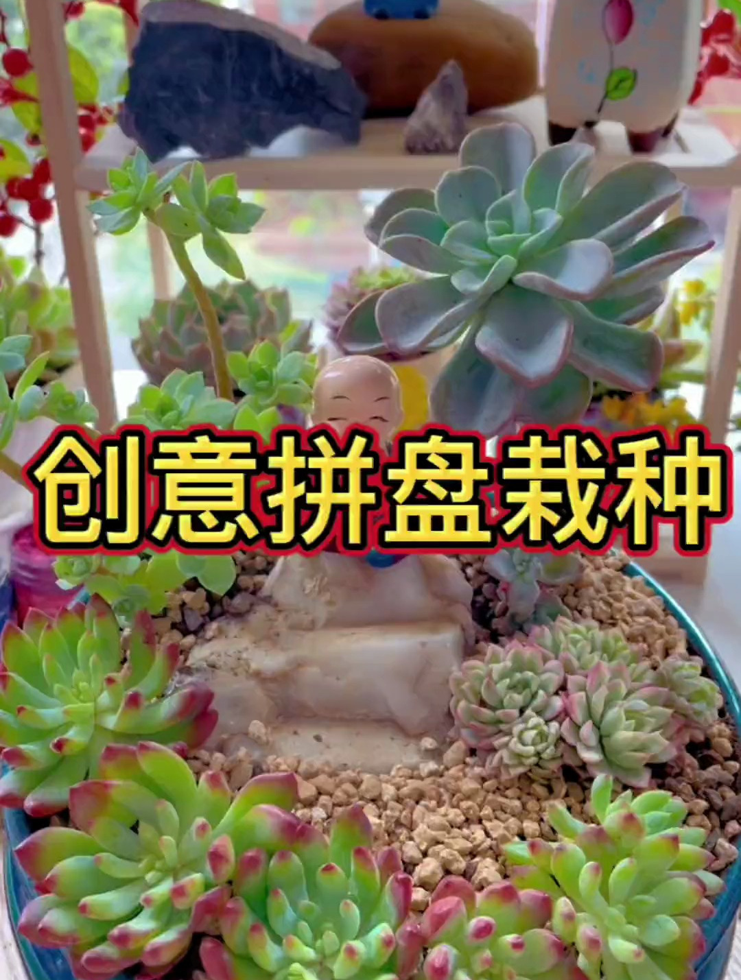 小多肉创意搭配拼盘栽种,新颖独特,赶紧动手种起来吧