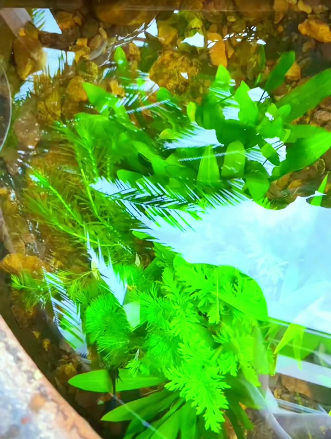 古法生态缸养什么水草?当然是不需要二氧化碳的阴性水草了!