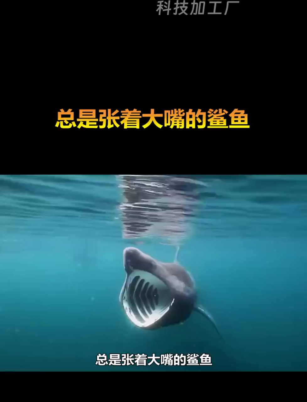 总是张着大嘴的鲨鱼,你见过吗?