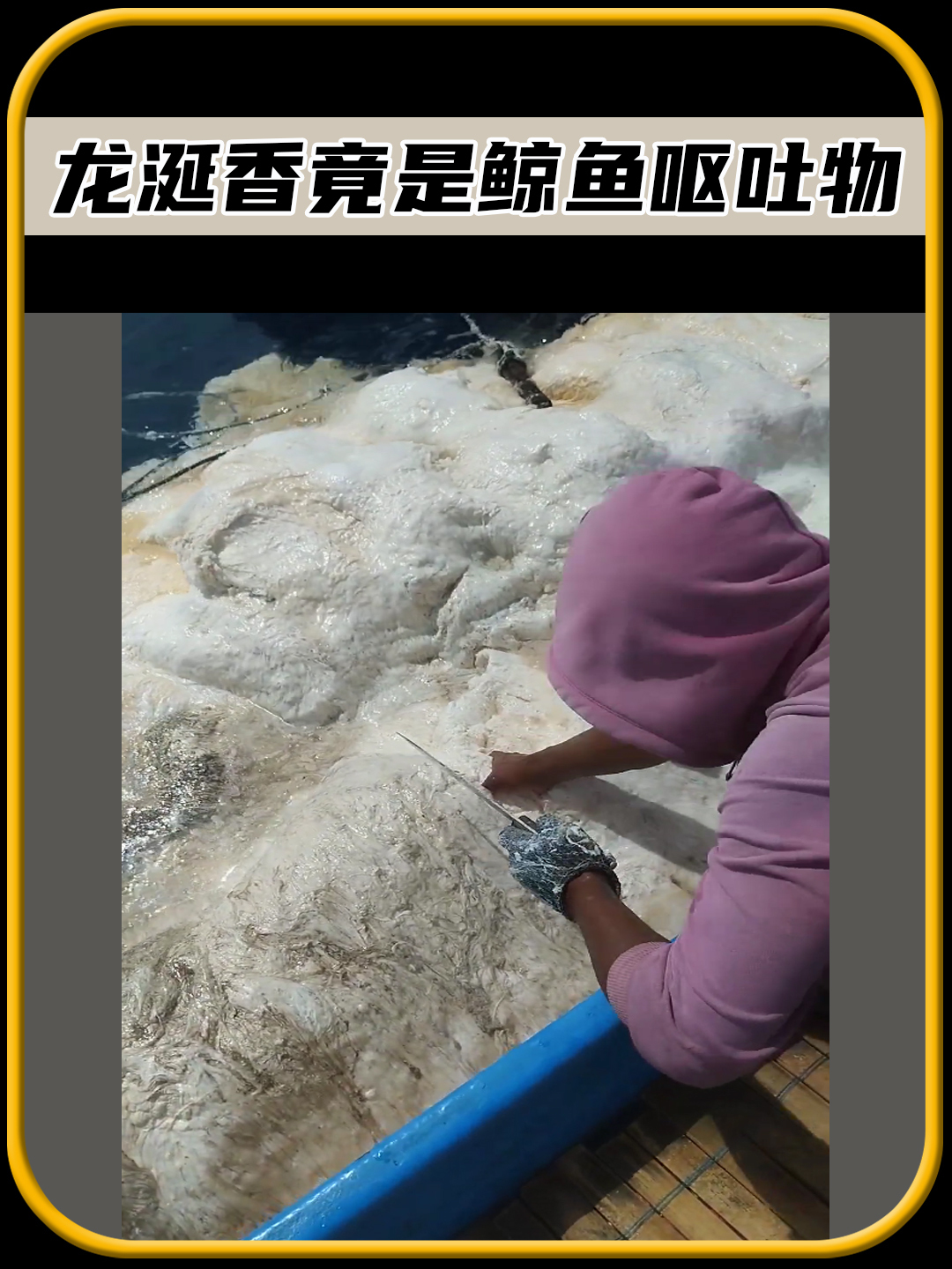 你敢相信吗,龙涎香竟然是鲸鱼的呕吐物,太有趣了
