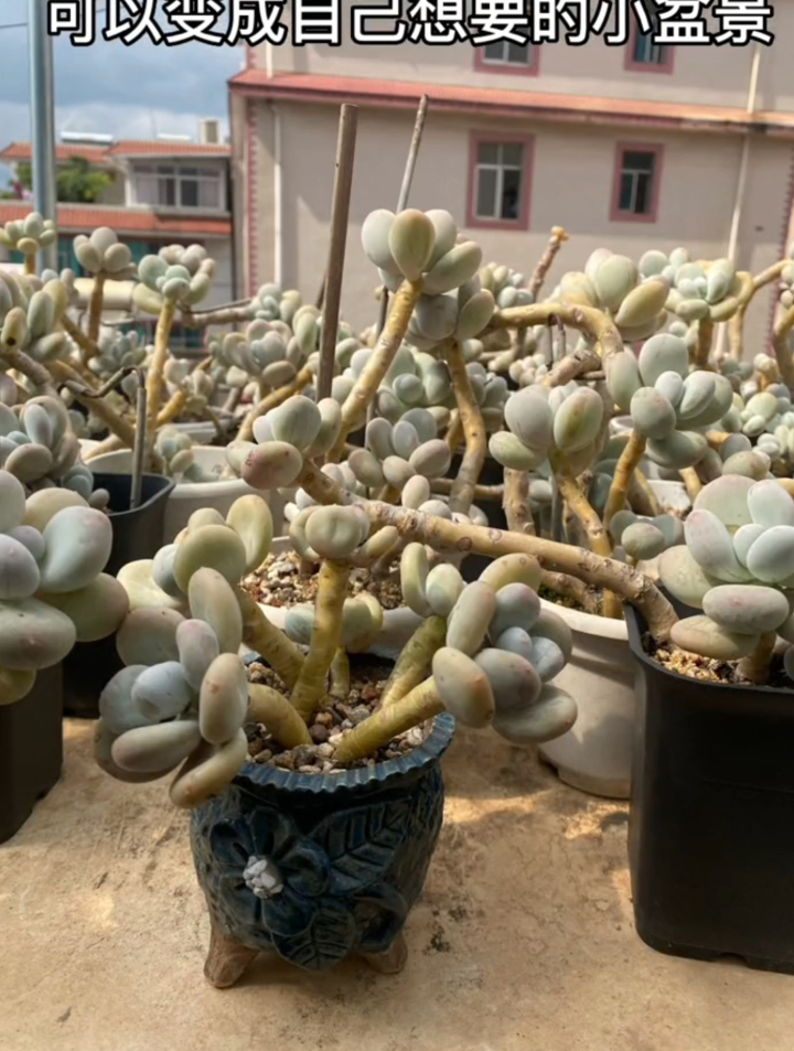多肉老桩长得丑怎么办呢?长相娆又占地方长相桩,把它改成小盆景