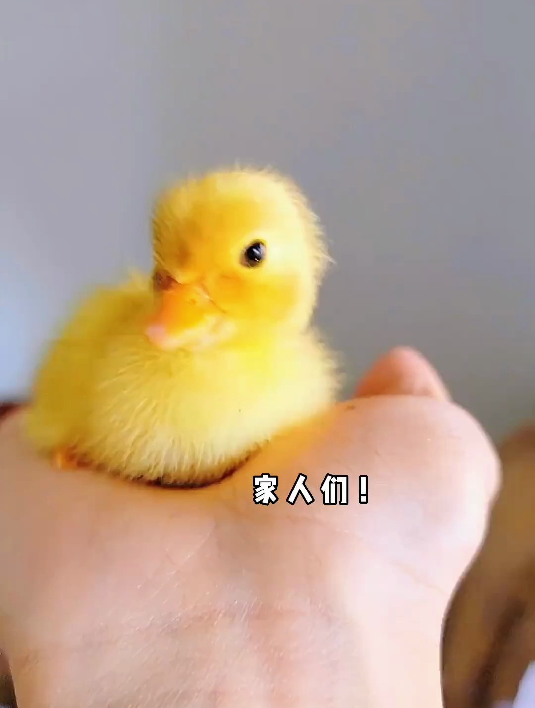 告诉我婆罗门鸡的蛋究竟有多大 我的绝对是真的