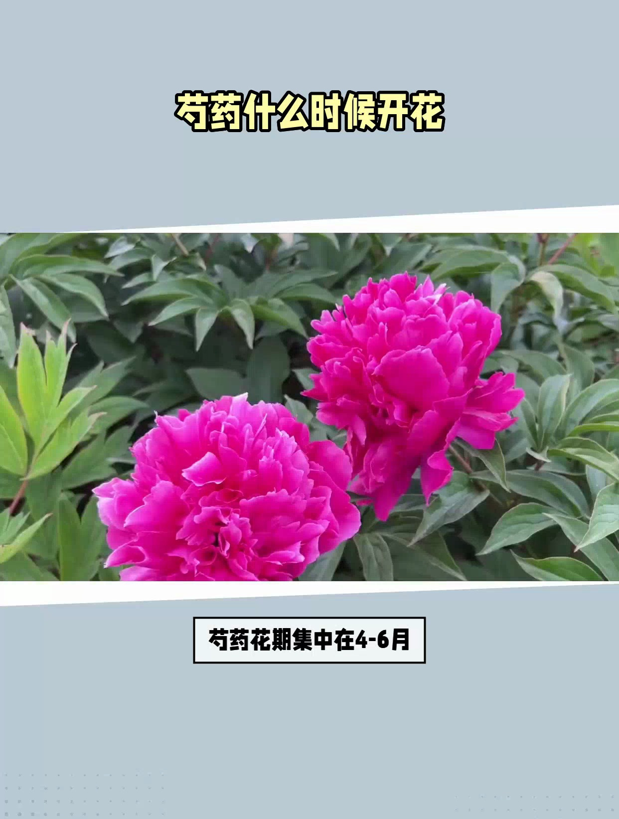 芍药什么时候开花