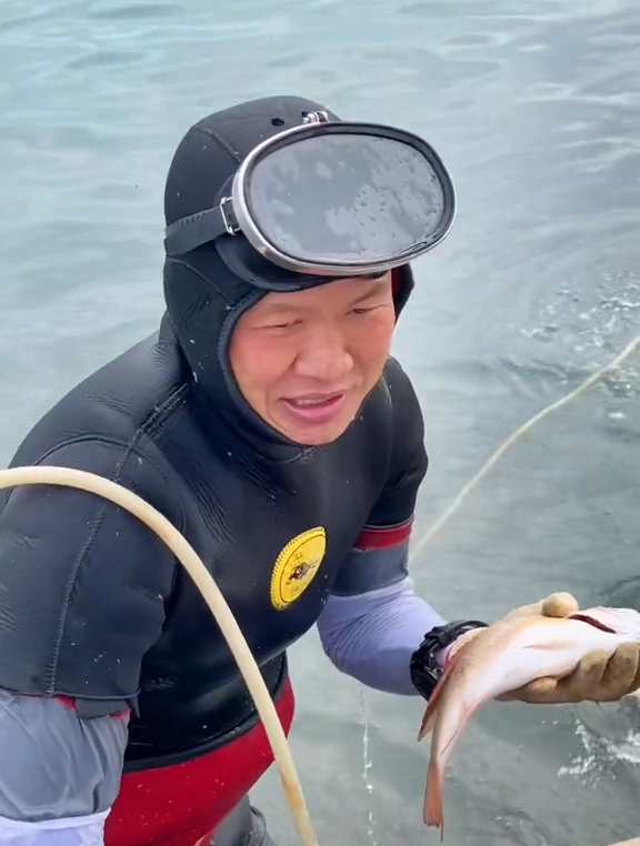 被寓为北海“市鱼”红鱼,它们在海洋牧场怎么生活的?