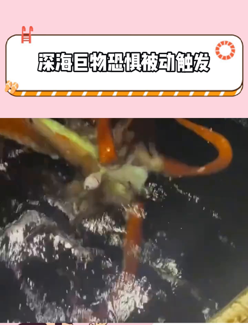 哥们你是说你把大王酸浆鱿钓到了!
