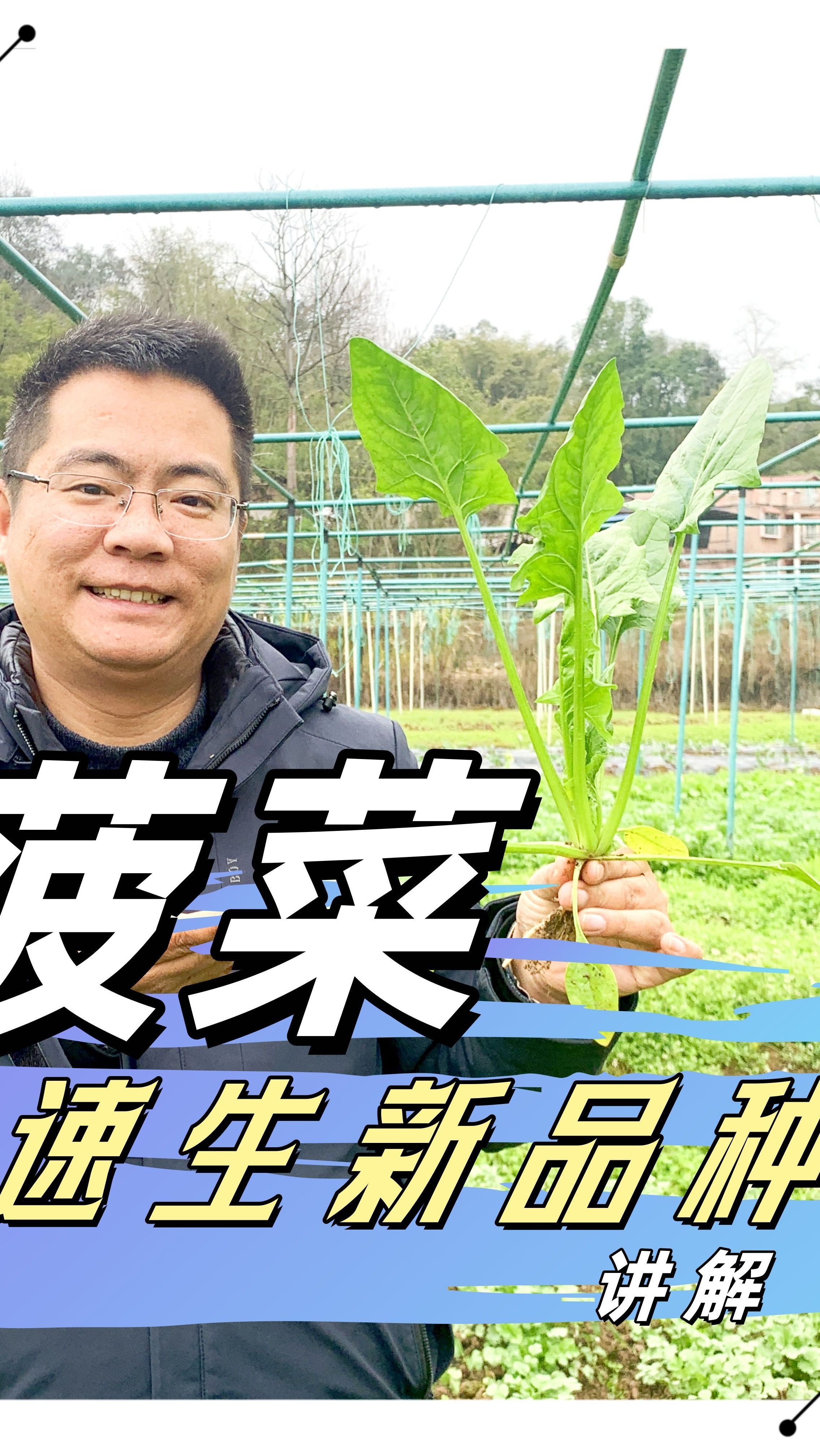 冬季速生菠菜品种介绍